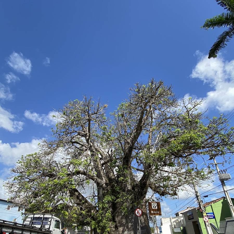 Baobá Centenário