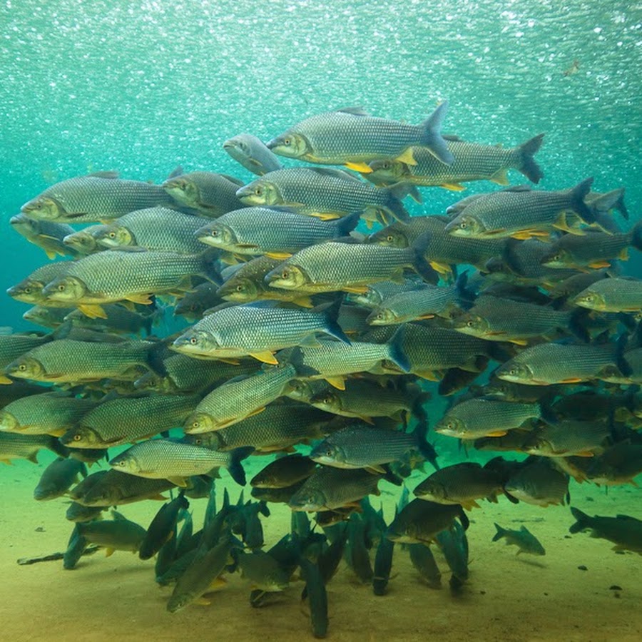 Borda do Rio do Prata