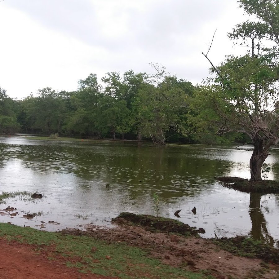 Cajuuna