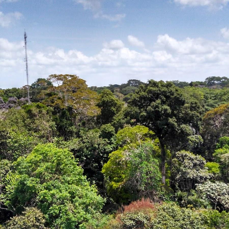 Floresta Nacional de Tapajós