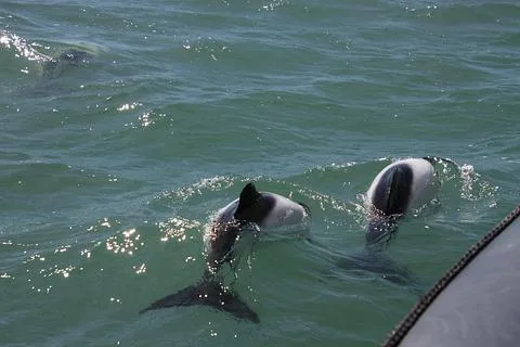 Los Vikingos, Nautic Tours