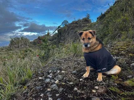 Mundo Mascotas