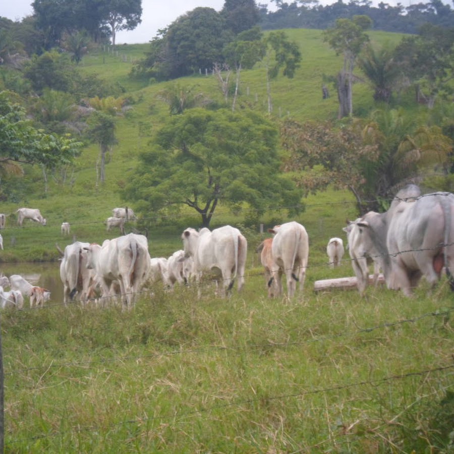 Na floresta