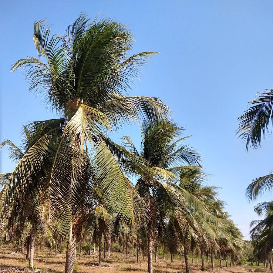 Paraipaba