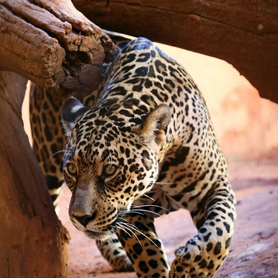 PARQUE DO ZOO