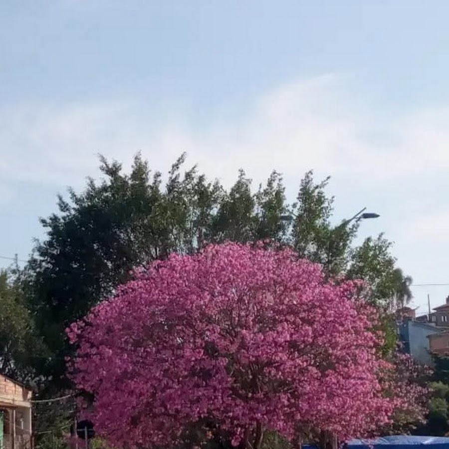 Pirajussara