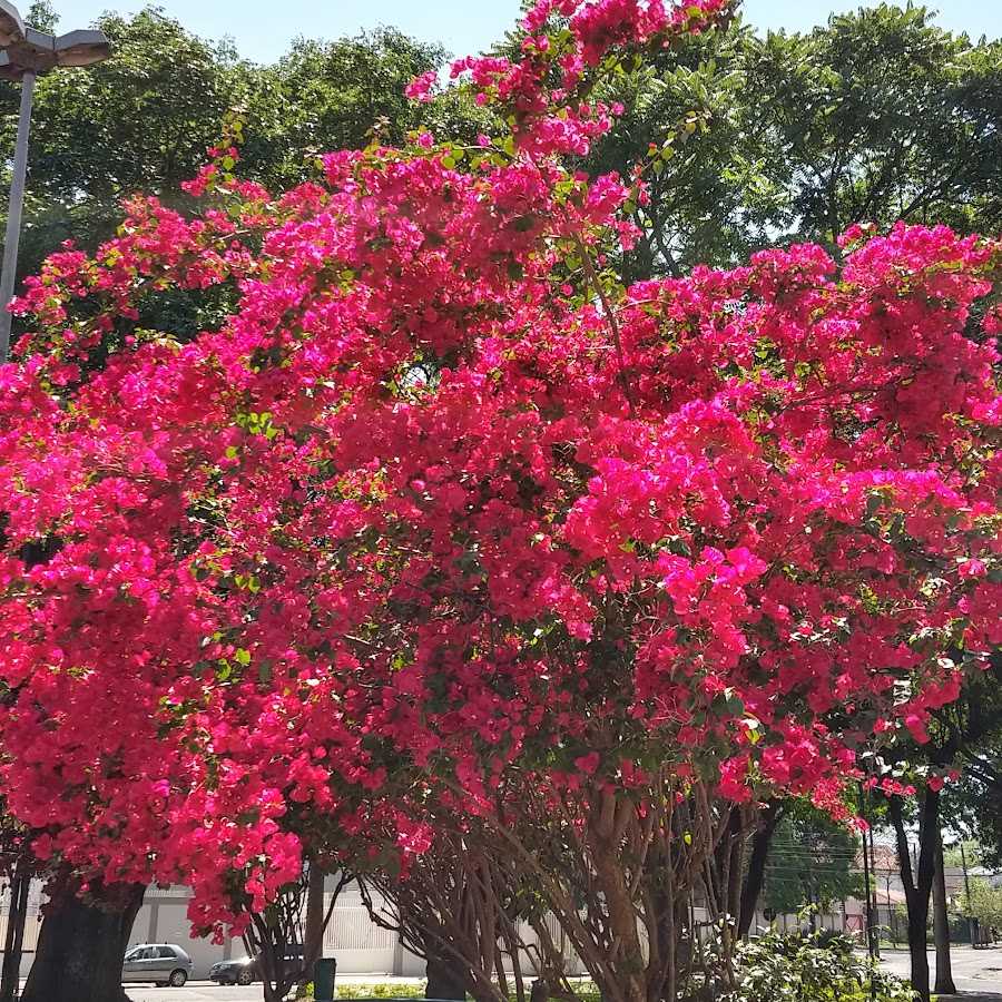 Praça Sinésio Martins