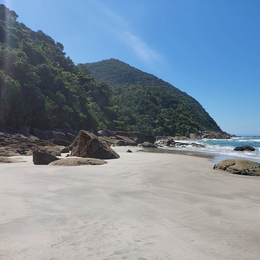 Pinheiros à beira-mar