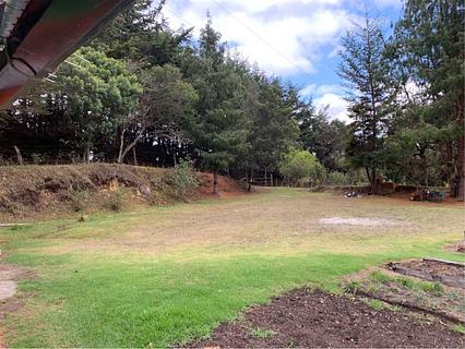 Agapantos Tamauka Camping