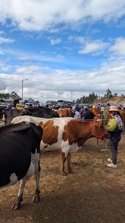 Animal Market