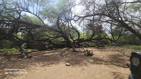 Arbol Mienario