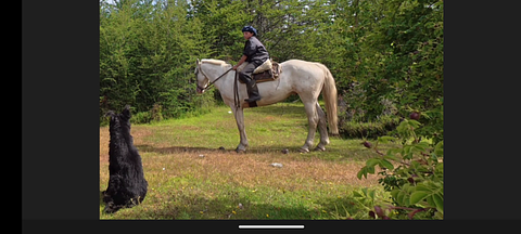 Assédio por adolescente a cavalo