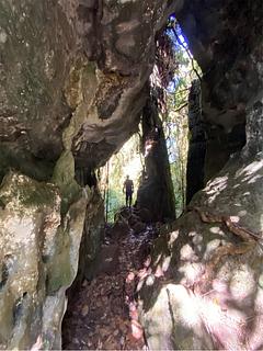 Bosque Pandora