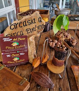 Cacao Finca Evelyza