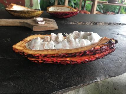 Cacao Mindo Artisanal Tour