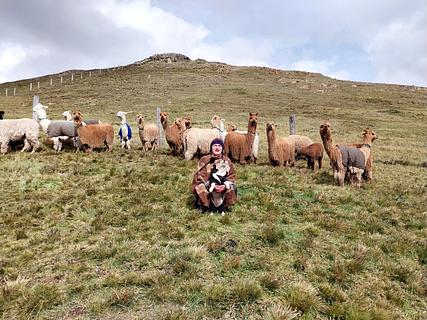 Chocoaquilla alpacas