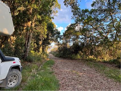 Escondido na floresta