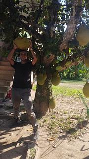 Fundo jack fruit