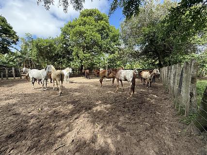Hato El Boral