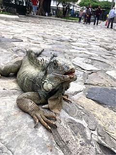 Iguanas Park