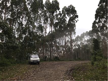 In the Forest