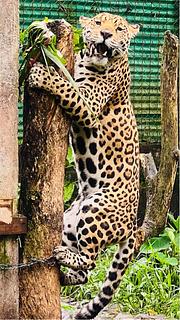 Jaguar rescate Centro