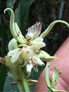 Jardín Botánico Las Orquídeas