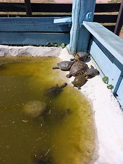 Karumbè Turtle Rescue Centre
