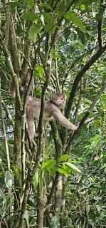 Los Monos. Monkey Rescue Centre