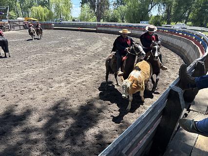Medialuna liceo agricola Chillán/Cato