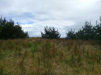 Costanera Mehuin