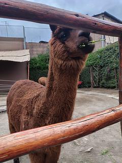 Mundo Alpaca