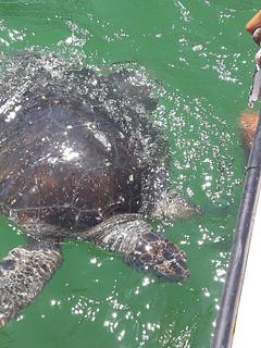 Nado con Tortugas-Los Organos