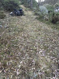 Nice green camp-ground