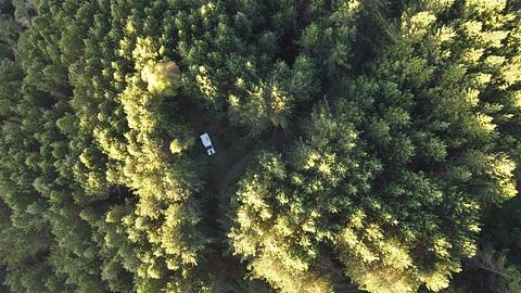 No meio da floresta de pinheiros