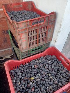 Olive oil press
