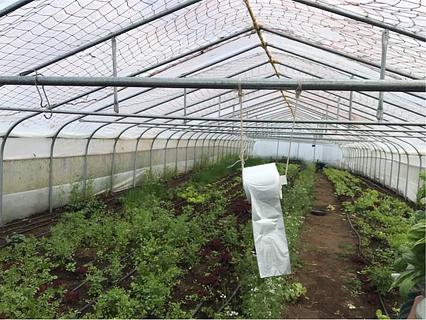 Organic Vegetables