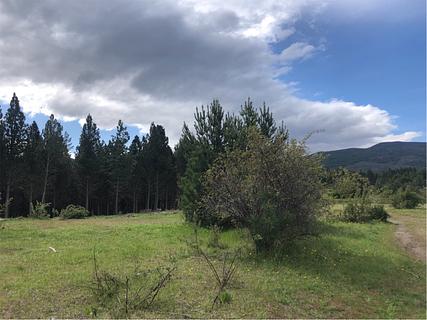 Prado gramado com árvores