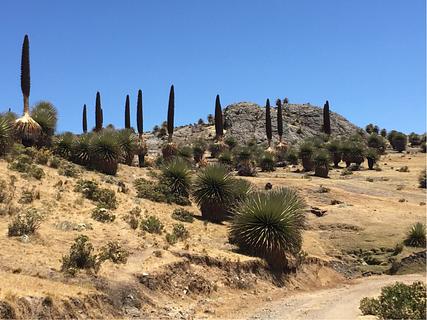 Puya raimondii