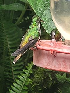 Reserva alambi