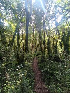 sendero chucao
