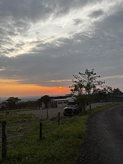 Tangara Mirador