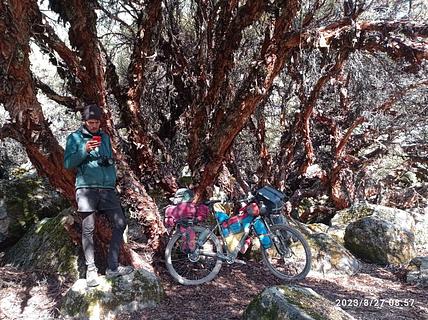 The Ents Jungle