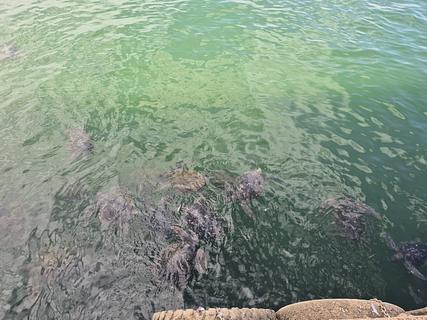 Turtles