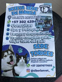 Veterinário para atestado de saúde