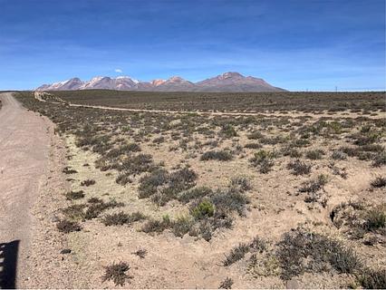 Vicuñas